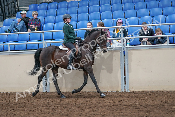 2020 - AB Morgan Horse - Sat, Sept 05 - 05156