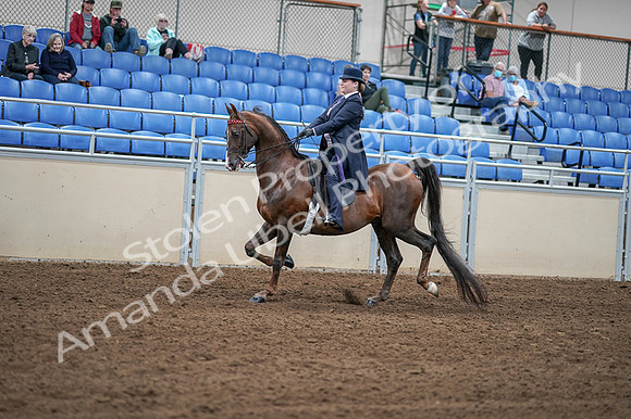2020 - AB Morgan Horse - Fri, Sept 04 - 07897