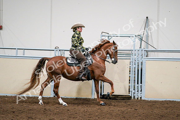 2020 - AB Morgan Horse - Sat, Sept 05 - 08937