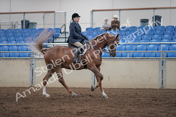 2019 Morgan Horse Show - Sept 01, 2019 - 08796