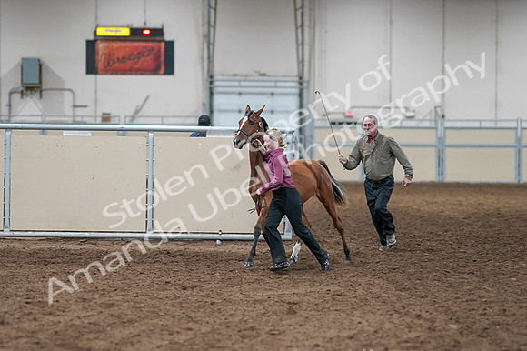 2020 - AB Morgan Horse - Fri, Sept 04 - 07590