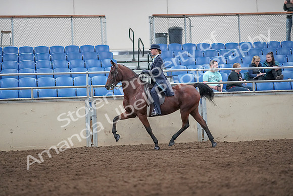 2019 Morgan Horse Show - Aug 31, 2019 - 08715