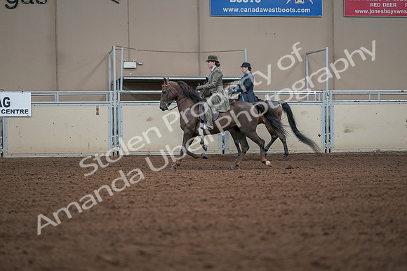 2019 Morgan Horse Show - Aug 30, 2019 - 15479