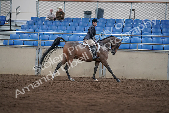 2019 Morgan Horse Show - Sept 01, 2019 - 08802