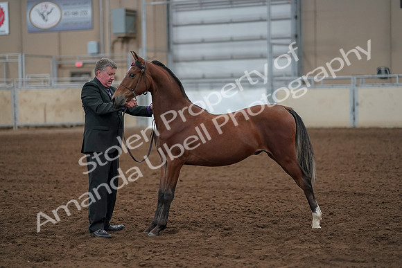 2019 Morgan Horse Show - Aug 30, 2019 - 25623