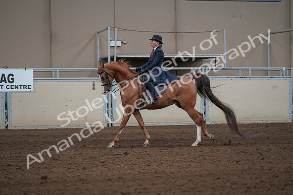 2019 Morgan Horse Show - Sept 01, 2019 - 11941