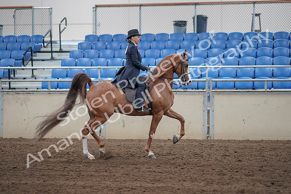 2019 Morgan Horse Show - Sept 01, 2019 - 11980