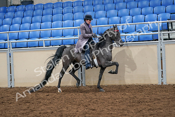 2020 - AB Morgan Horse - Sat, Sept 05 - 13983