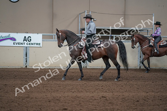 2019 Morgan Horse Show - Sept 01, 2019 - 06861
