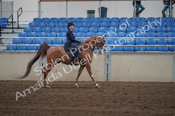 2019 Morgan Horse Show - Sept 01, 2019 - 12024