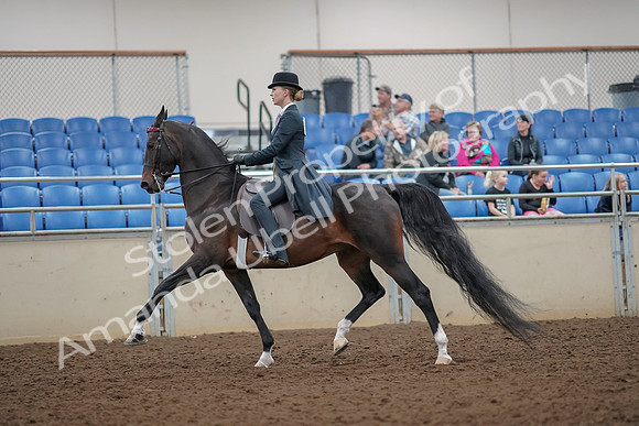 2019 Morgan Horse Show - Aug 30, 2019 - 25016