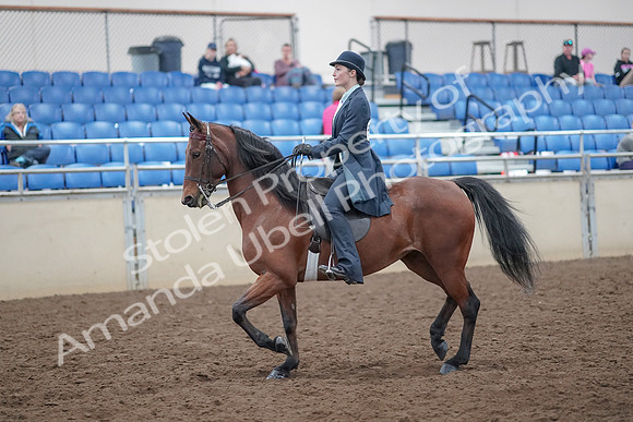 2019 Morgan Horse Show - Aug 31, 2019 - 18014