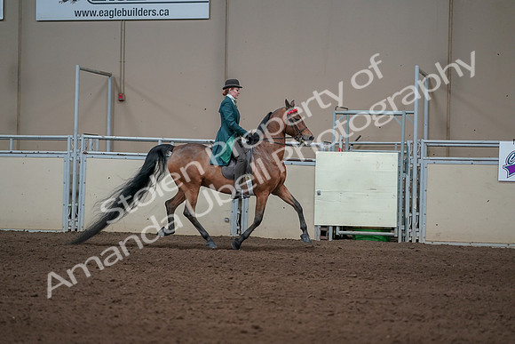 2019 Morgan Horse Show - Sept 01, 2019 - 13317