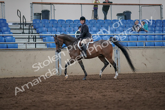 2019 Morgan Horse Show - Sept 01, 2019 - 08587