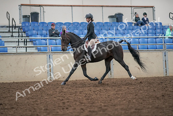 2019 Morgan Horse Show - Aug 30, 2019 - 20388