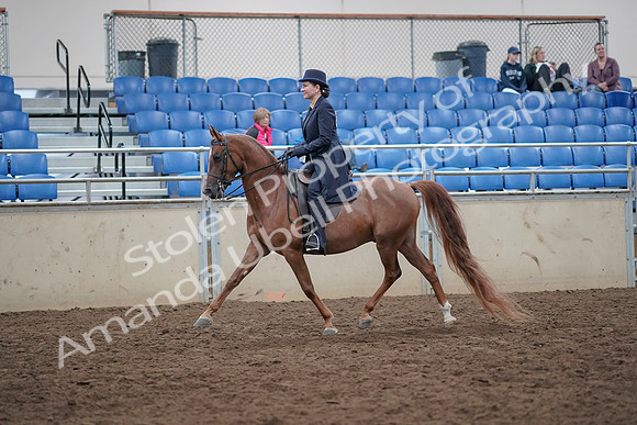 2019 Morgan Horse Show - Aug 31, 2019 - 16909
