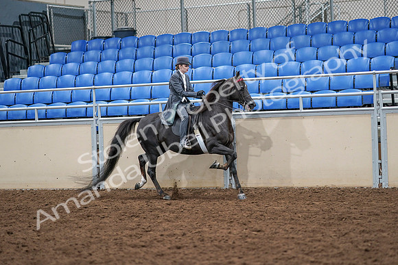2020 - AB Morgan Horse - Sat, Sept 05 - 13939
