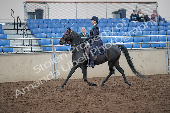 2019 Morgan Horse Show - Aug 31, 2019 - 18011