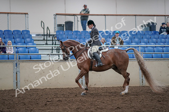 2019 Morgan Horse Show - Aug 31, 2019 - 15947