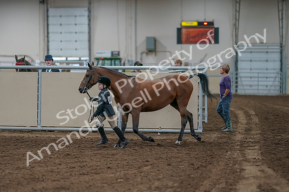 2020 - AB Morgan Horse - Fri, Sept 04 - 00743