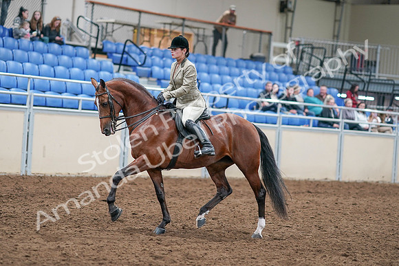 2020 - AB Morgan Horse - Sat, Sept 05 - 14363