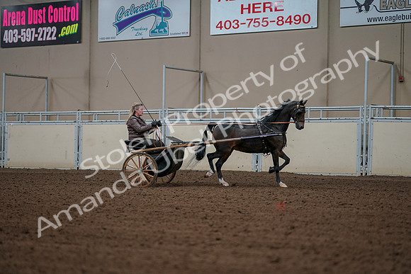 2019 Morgan Horse Show - Aug 30, 2019 - 13360