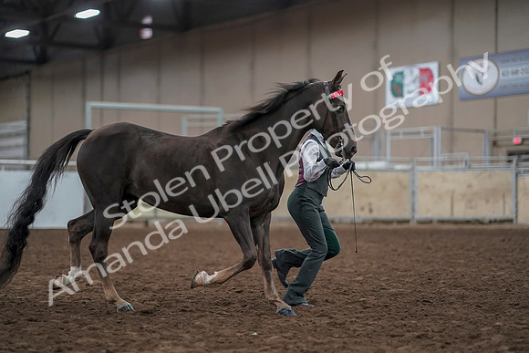 2019 Morgan Horse Show - Aug 31, 2019 - 01902