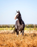 Arabians - 234