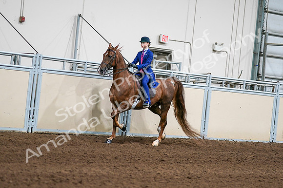 2020 - AB Morgan Horse - Fri, Sept 04 - 04956