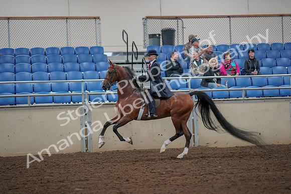 2019 Morgan Horse Show - Aug 30, 2019 - 25155
