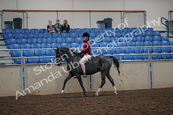 2019 Morgan Horse Show - Aug 30, 2019 - 31136