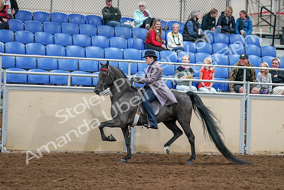 2020 - AB Morgan Horse - Sat, Sept 05 - 13608