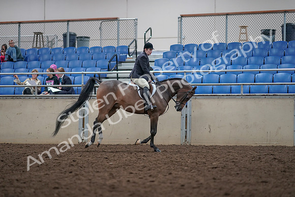 2019 Morgan Horse Show - Aug 31, 2019 - 16122