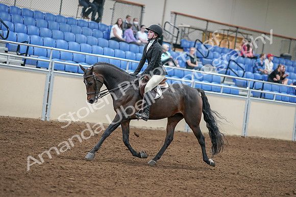2020 - AB Morgan Horse - Fri, Sept 04 - 05831