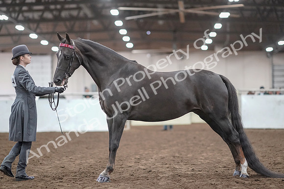 2019 Morgan Horse Show - Aug 31, 2019 - 01945