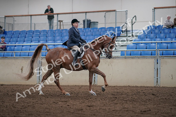 2019 Morgan Horse Show - Sept 01, 2019 - 08786