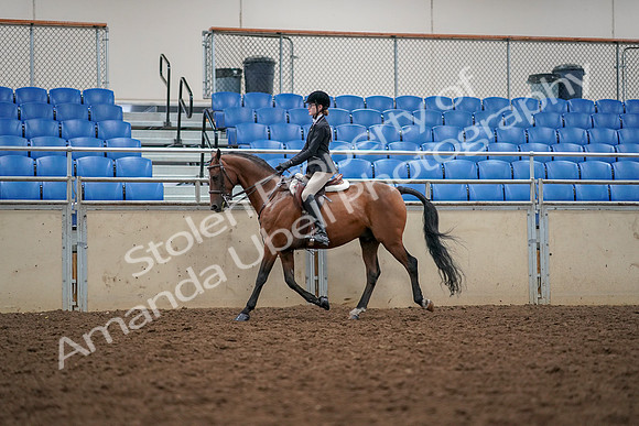 2019 Morgan Horse Show - Aug 30, 2019 - 23350