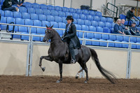 2020 - AB Morgan Horse - Sat, Sept 05 - 00822