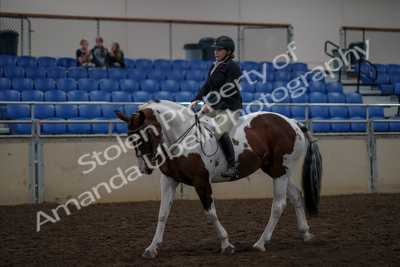 2019 Morgan Horse Show - Aug 30, 2019 - 31189