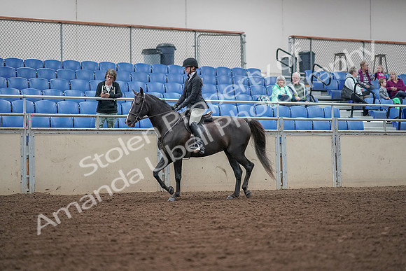 2019 Morgan Horse Show - Aug 30, 2019 - 14875