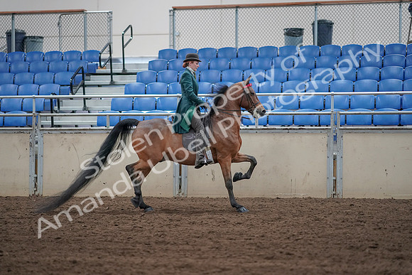 2019 Morgan Horse Show - Sept 01, 2019 - 13304