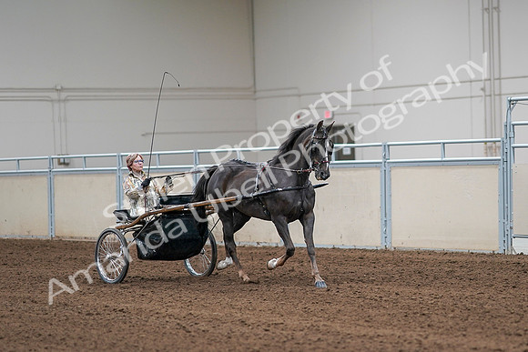 2020 - AB Morgan Horse - Sat, Sept 05 - 05922