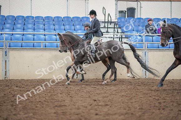 2019 Morgan Horse Show - Aug 30, 2019 - 20227