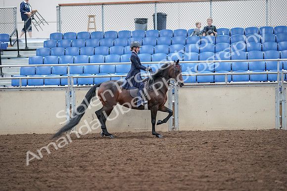 2019 Morgan Horse Show - Aug 30, 2019 - 18132