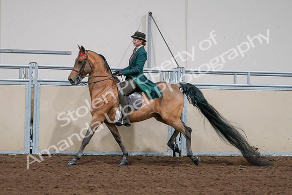 2020 - AB Morgan Horse - Sat, Sept 05 - 13808