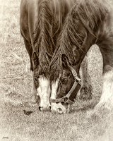 Other Horse Breeds