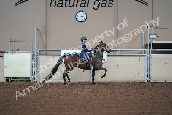 2019 Morgan Horse Show - Aug 30, 2019 - 17956
