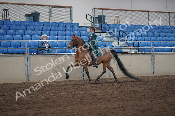 2019 Morgan Horse Show - Sept 01, 2019 - 13163