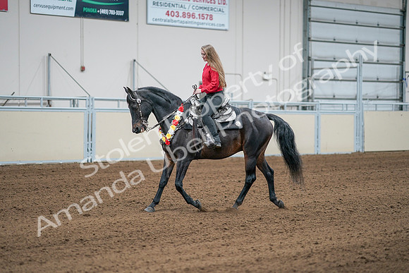 2020 - AB Morgan Horse - Sat, Sept 05 - 10398