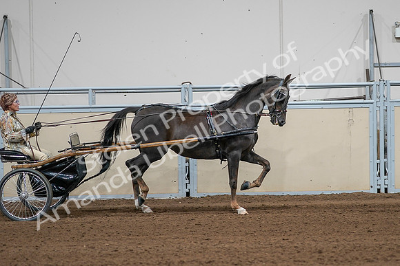 2020 - AB Morgan Horse - Sat, Sept 05 - 05898